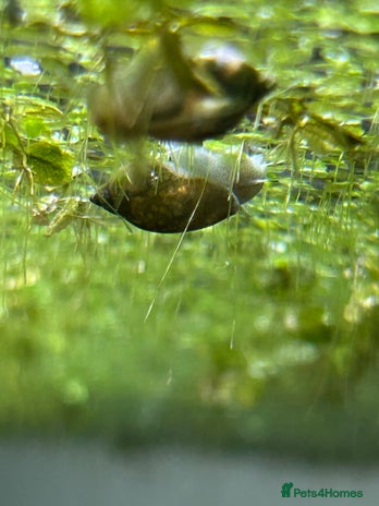 Snails fish - Advert 4