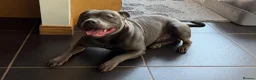 Staffordshire Bull Terrier dogs for stud: KC REG & TESTED BLUE STAFFORDSHIRE BULL TERRIER  - Advert 1