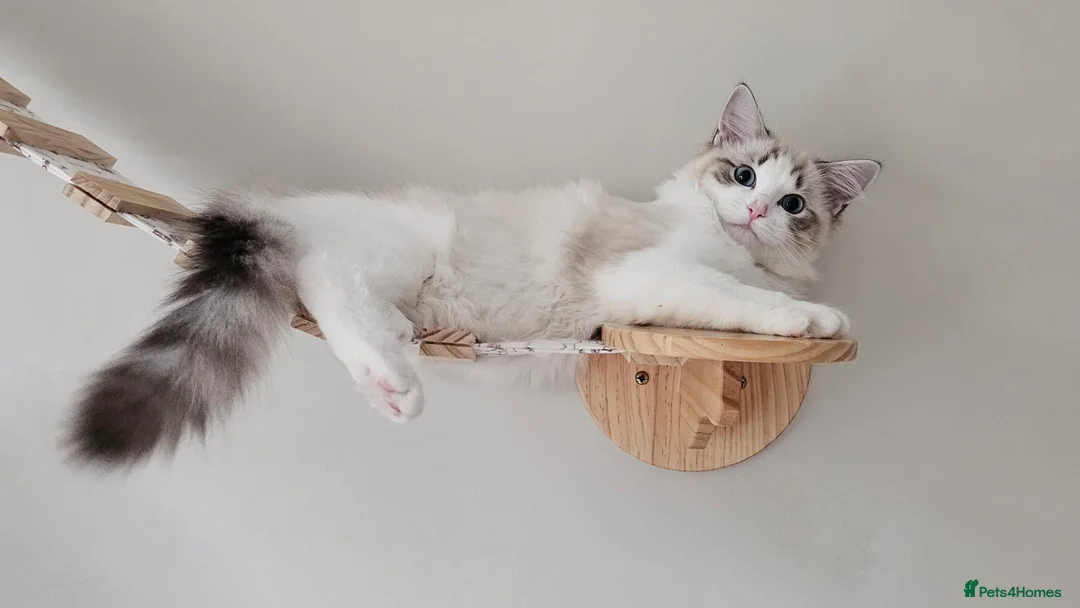 Ragdoll cats for sale: STUNNING GCCF REGISTRED RAGDOLLS - Advert 13