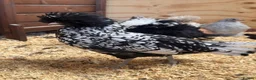 Chickens poultry for sale: # Beautiful Bantams, Pekins & Polish, 4 Months Old - Advert 11