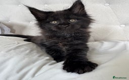 Maine Coon cats for sale: 4 big pure gorgeous Mainecoon boys  - Image 17