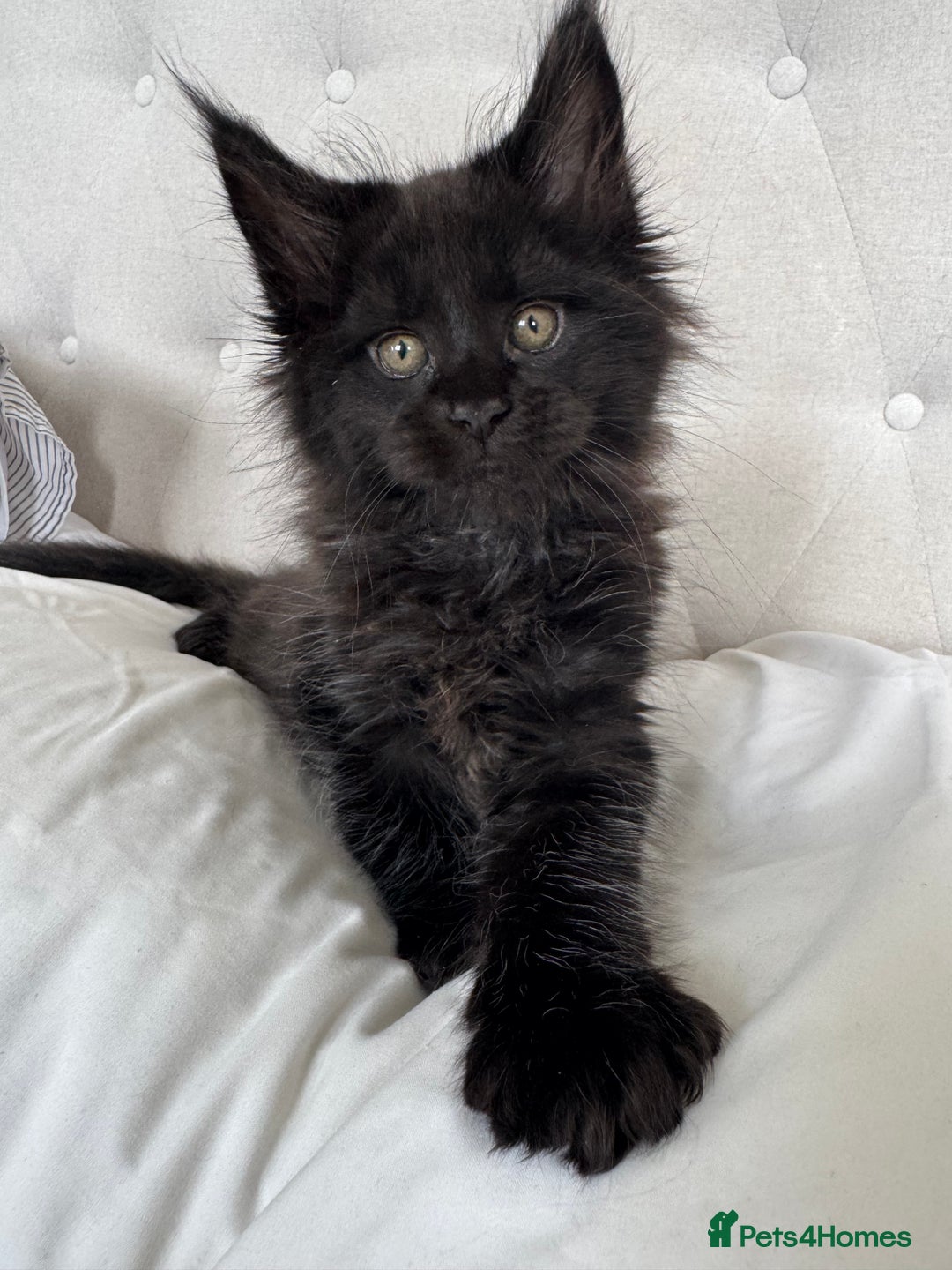 Maine Coon cats for sale: 4 big pure gorgeous Mainecoon boys  - Image 17