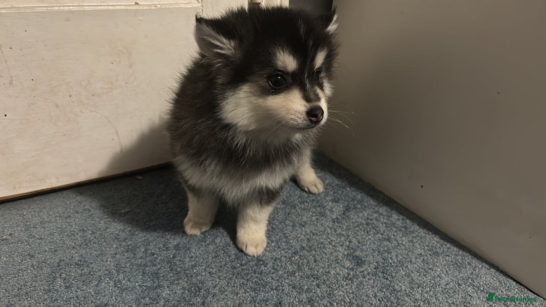 Pomsky dogs for sale: F4 tiny pomsky pups REDUCED need homes now - Advert 14