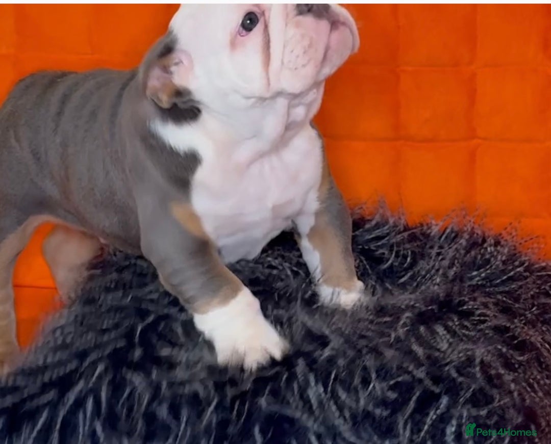 English Bulldog dogs for sale: English bulldogs pup - Advert 2
