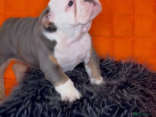 English Bulldog dogs - Advert 23