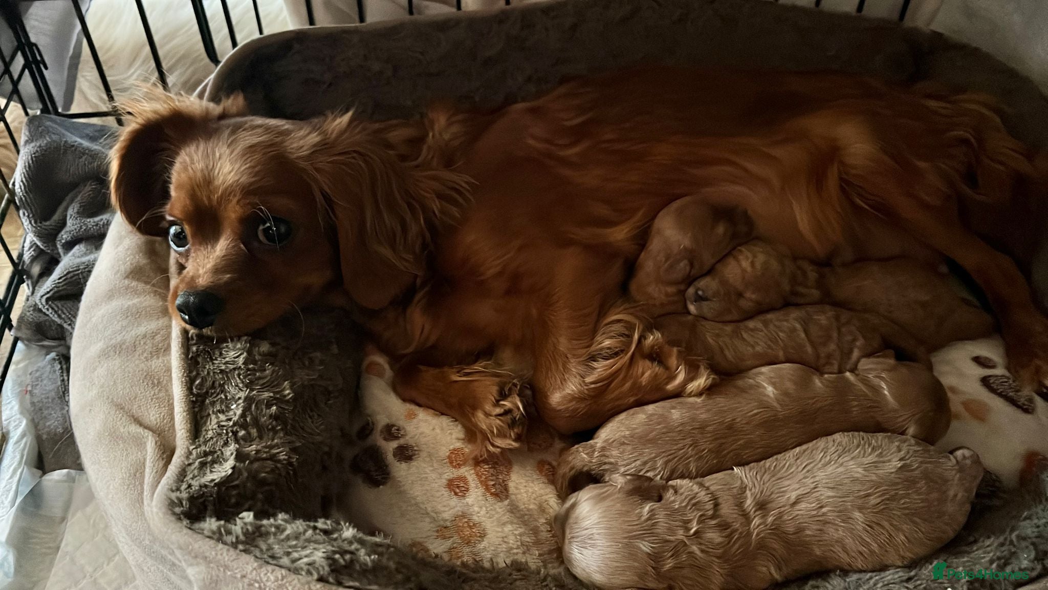 Cavapoo dogs Gorgeous toy Cava poos ready for their new homes! - Advert 4