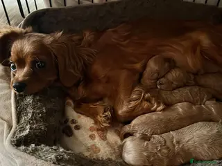 Cavapoo dogs Gorgeous toy Cava poos ready for their new homes! - Advert 4