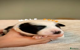 Border Collie dogs for sale: 6 Border Collie Pups For Sale **4 Boys Remaining** - Image 4