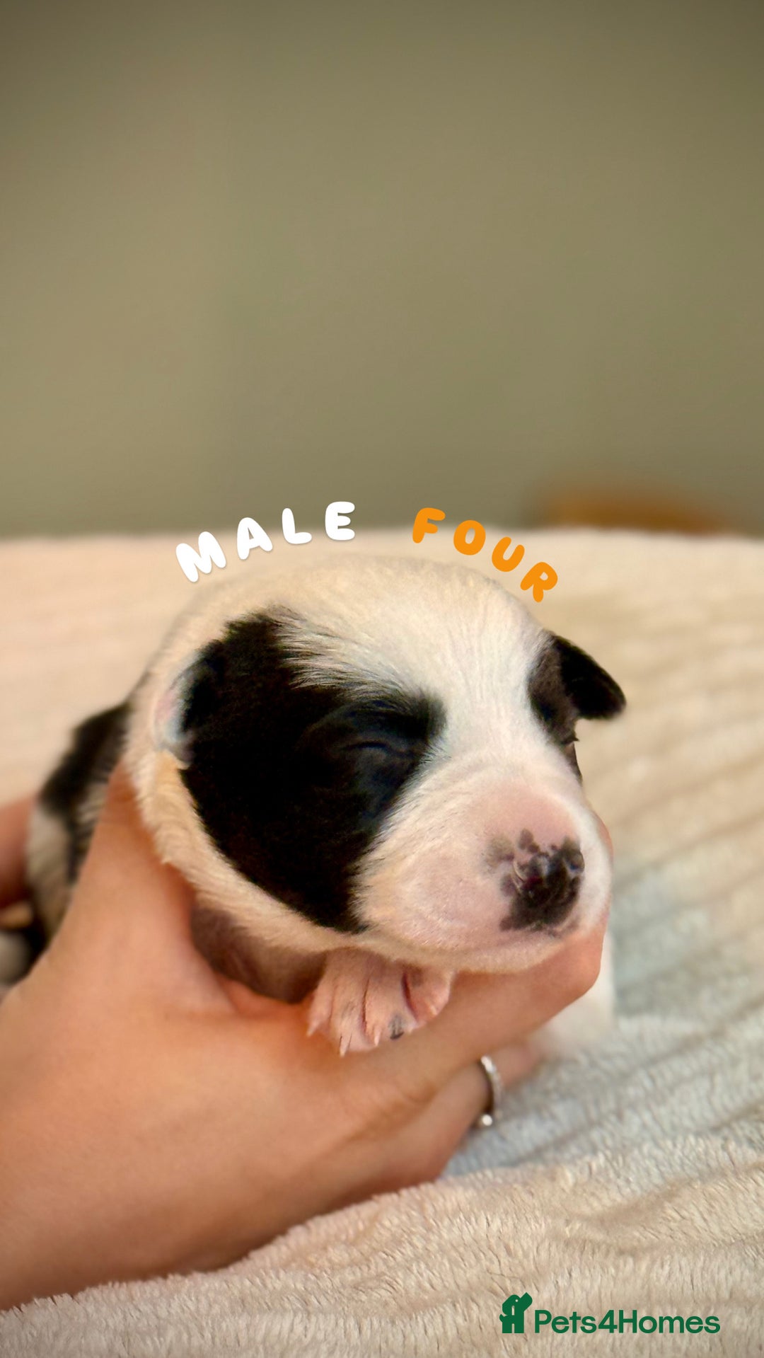 Border Collie dogs for sale: 6 Border Collie Pups For Sale **4 Boys Remaining** - Image 4