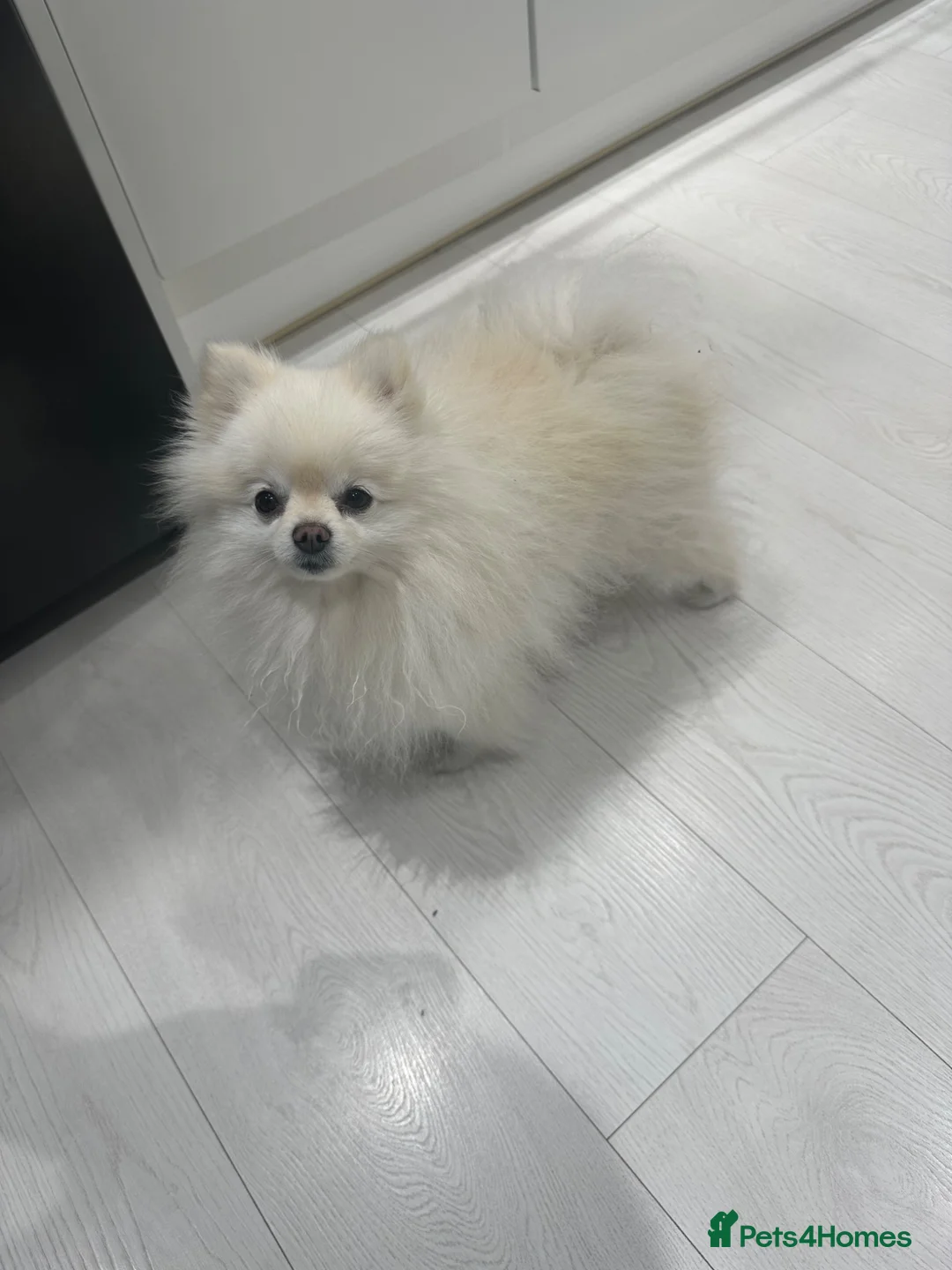 Pomeranian dogs for sale:  5-Year-Old KC Registered Pomeranian  in Stevenage - Advert 2