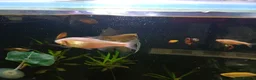 Danios fish for sale: Various tropical fish  in Wirral - Advert 4
