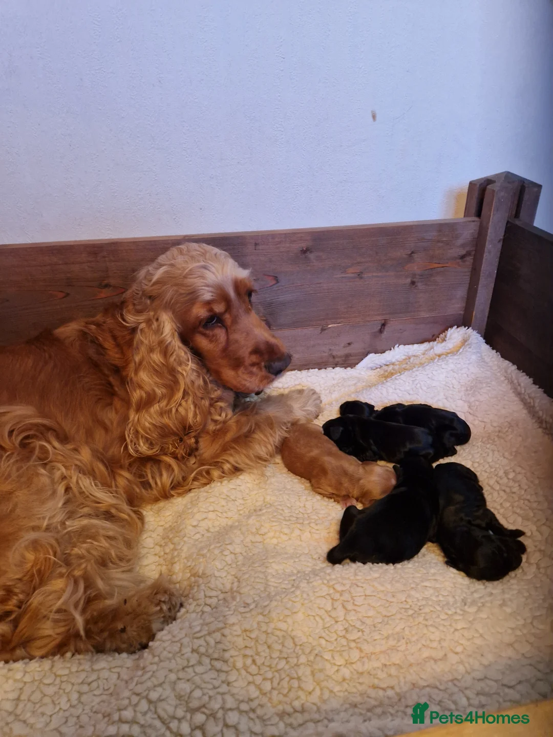 Cocker Spaniel dogs for sale: KC registered Show type Cocker Spaniel pup - Advert 6