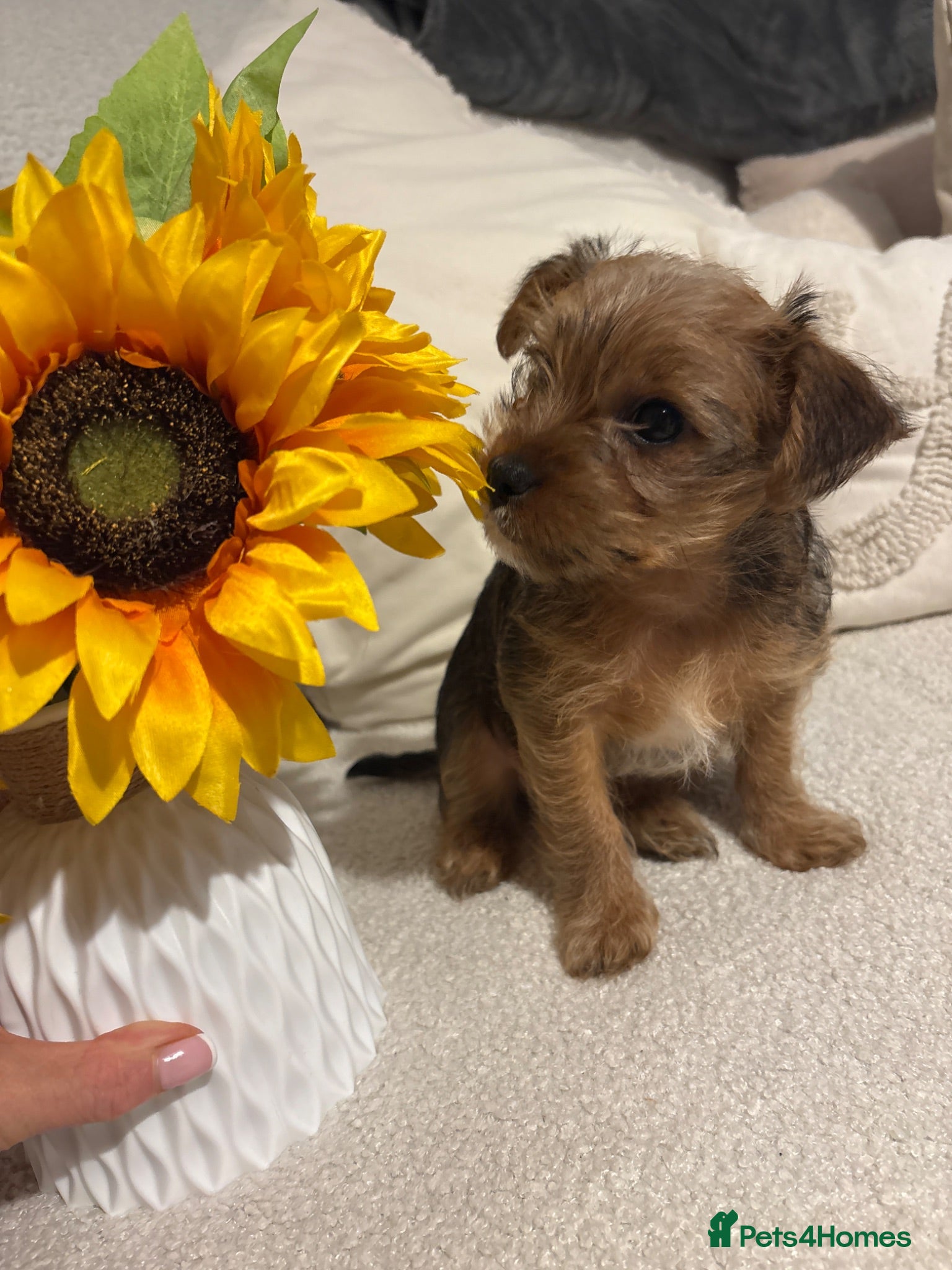 Mixed Breed dogs Jr x yorkie  - Advert 1