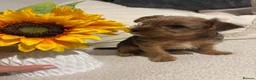 Mixed Breed dogs for sale: Jr x yorkie  - Advert 1