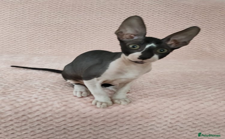 Cornish Rex cats - Advert 1