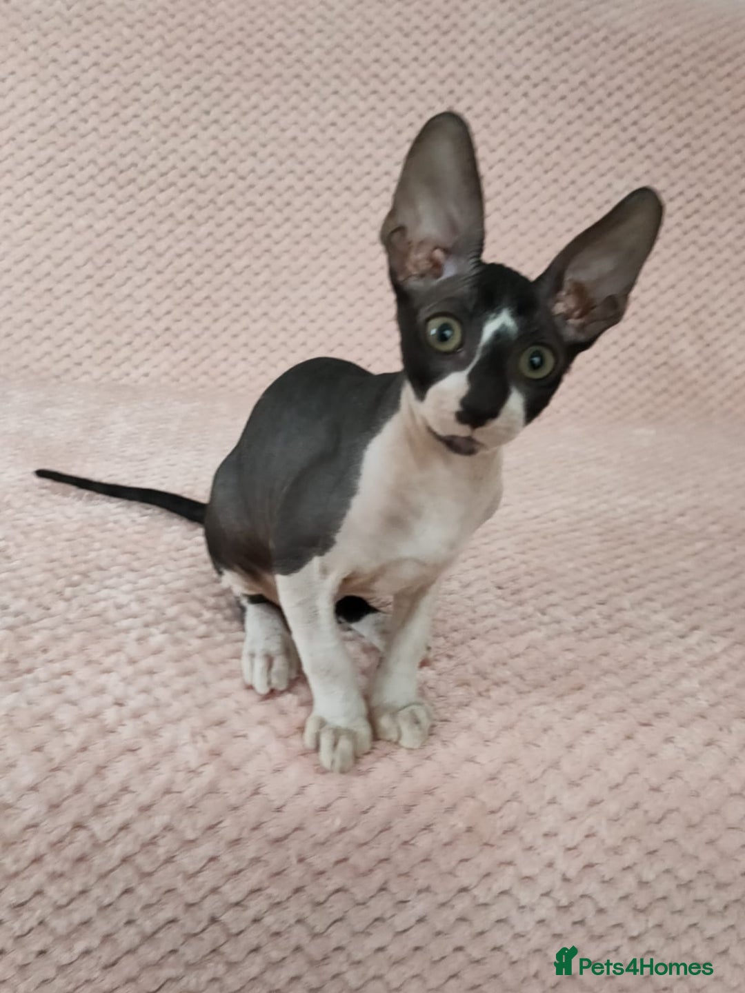 Cornish Rex cats for sale: Selling our beautiful Cornish Rex brothers - Image 1