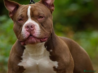 American Bully dogs in Ashford - Advert 4