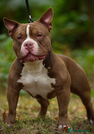 American Bully dogs in Ashford - Advert 1