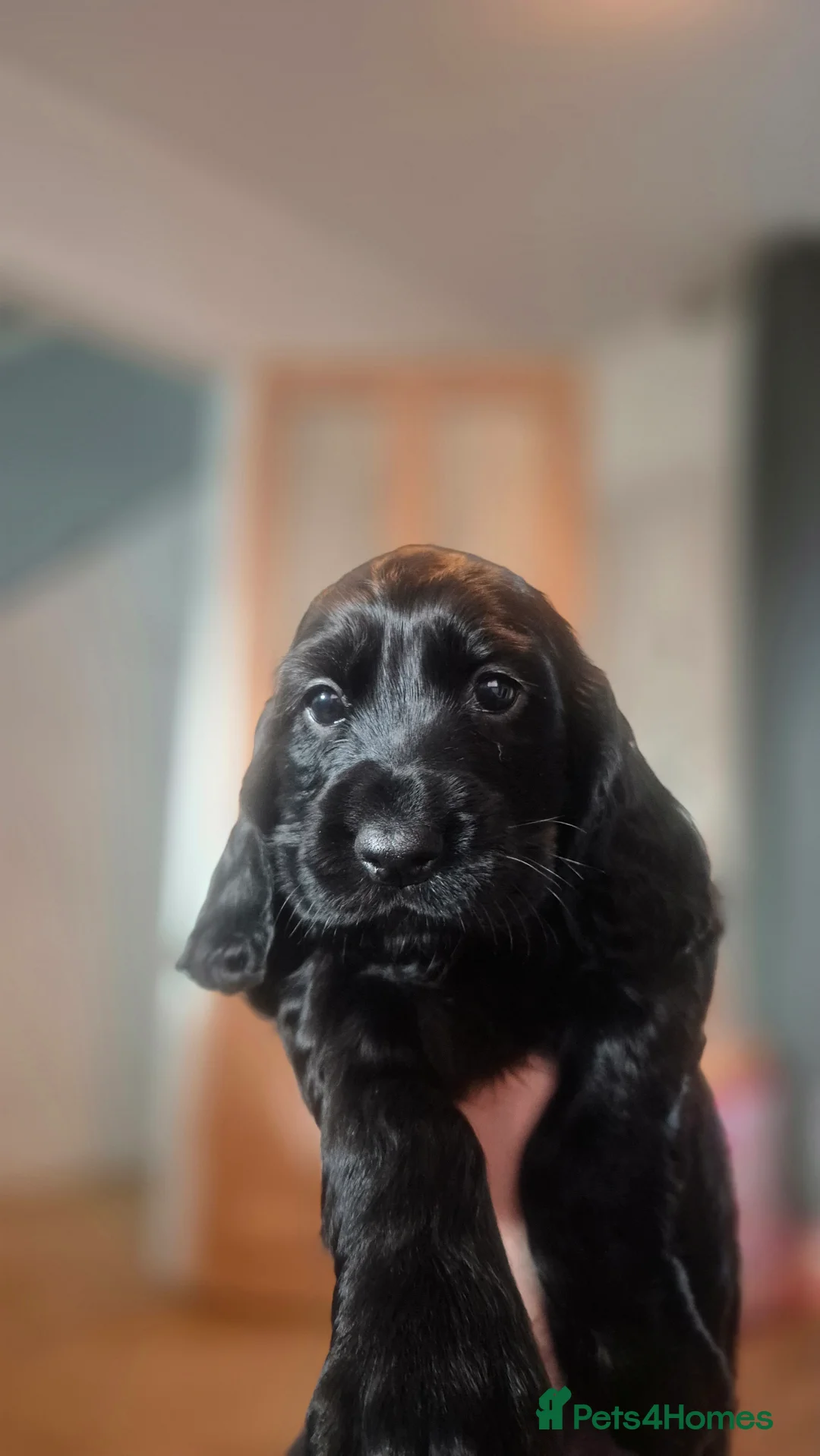 Cocker Spaniel dogs for sale: Mr Paul Bell - Advert 13