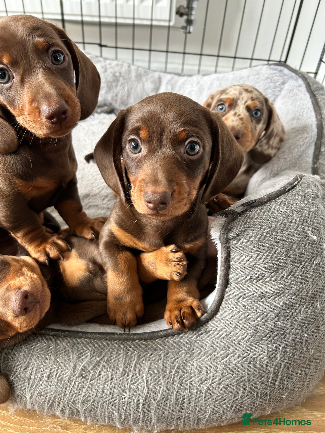 Dachshund dogs for sale: REDUCED*1 LEFT!! *BEAUTIFUL Miniature Dachshund's  - Image 4