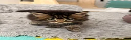 Maine Coon cats for sale: 🐈‍⬛ Maine Coon Kittens 3 Girls and 2 Boys 🐈‍⬛ - Advert 12