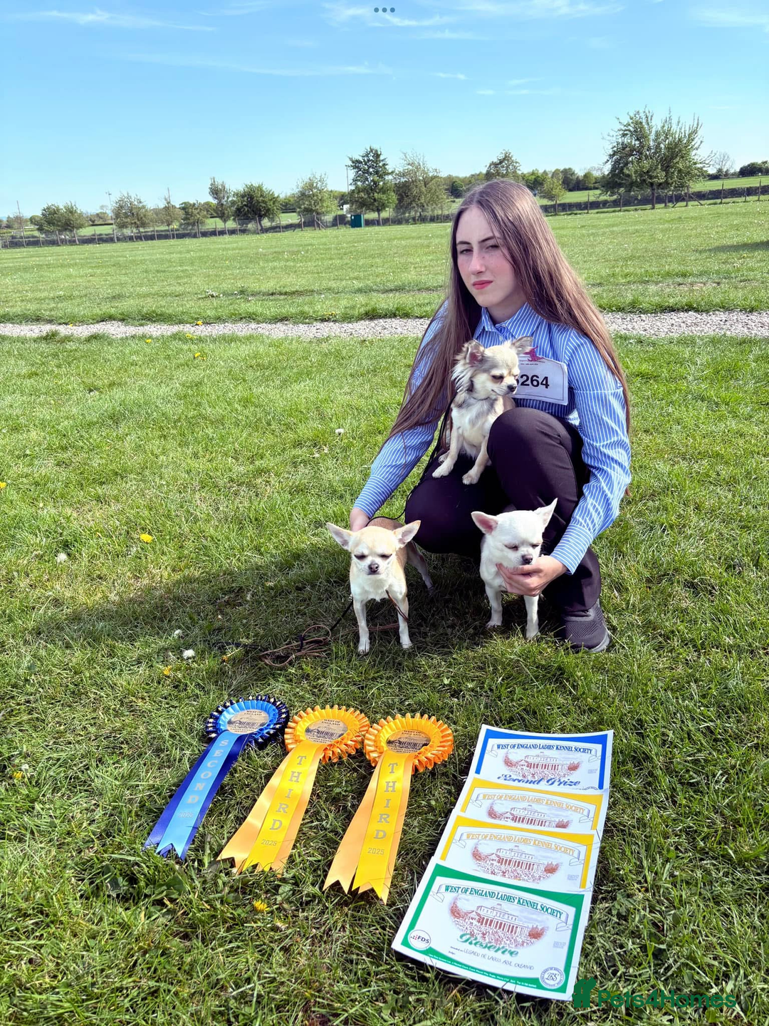 Chihuahua dogs for sale:  Beautiful pedigree chihuahua puppies KC champions - Image 17
