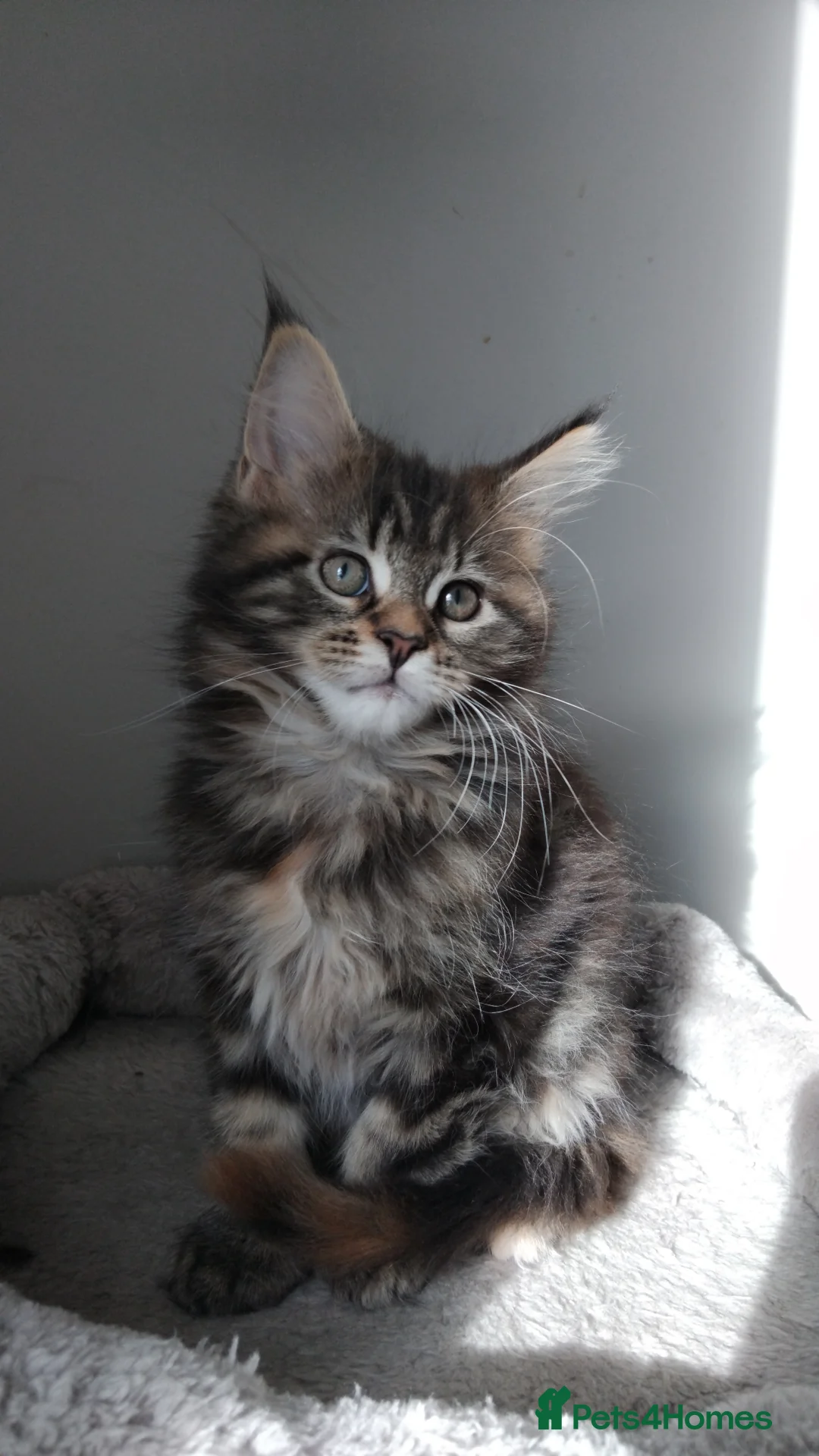 Maine Coon cats for sale: Maine coons kittens GCCF registed - Advert 1