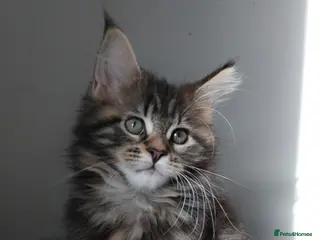 Maine Coon cats Maine coons kittens GCCF registed - Advert 1