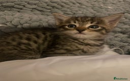 Mixed Breed cats for sale: Half bengal  - Image 7