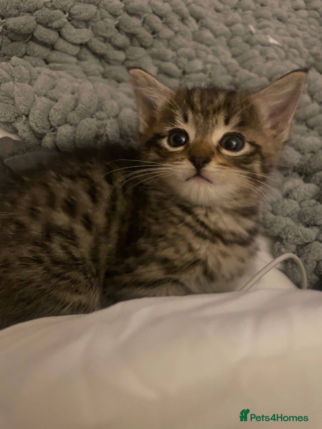 Mixed Breed cats for sale: Half bengal  - Image 7