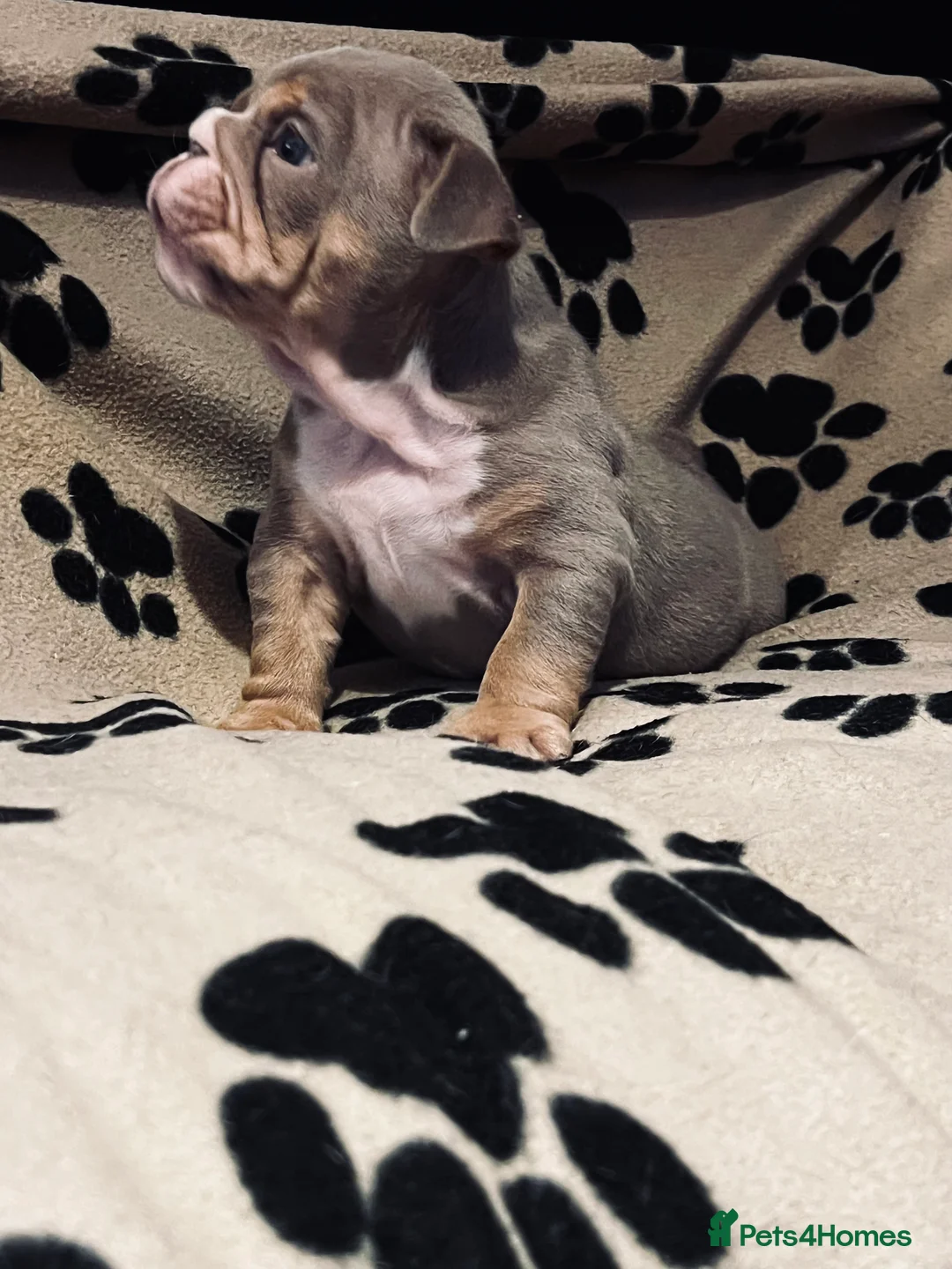 English Bulldog dogs for sale: Beautiful English bulldog pup - Advert 6