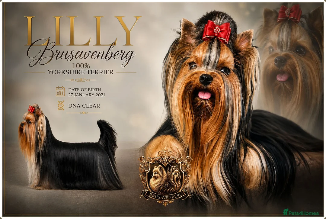 Yorkshire Terrier dogs for sale: TOP QUALITY PRICKED EARS MINIATURE YORKIES KC DNA - Advert 1