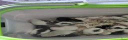 Rat rodents for sale: 2 white female dumbos mix of topeard and simise - Advert 15