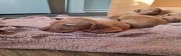 Hungarian Vizsla dogs for sale: ***Ready Now*** Hungarian Vizsla Puppies  - Advert 14