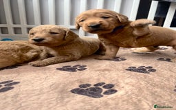 Mixed Breed dogs for sale: Multi generational goldendoodle puppies - Image 29