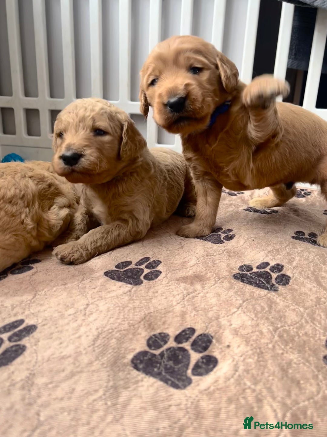 Mixed Breed dogs for sale: Multi generational goldendoodle puppies - Image 29