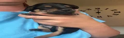 Mixed Breed dogs for sale: JR x Dachshund Puppies  - Advert 5