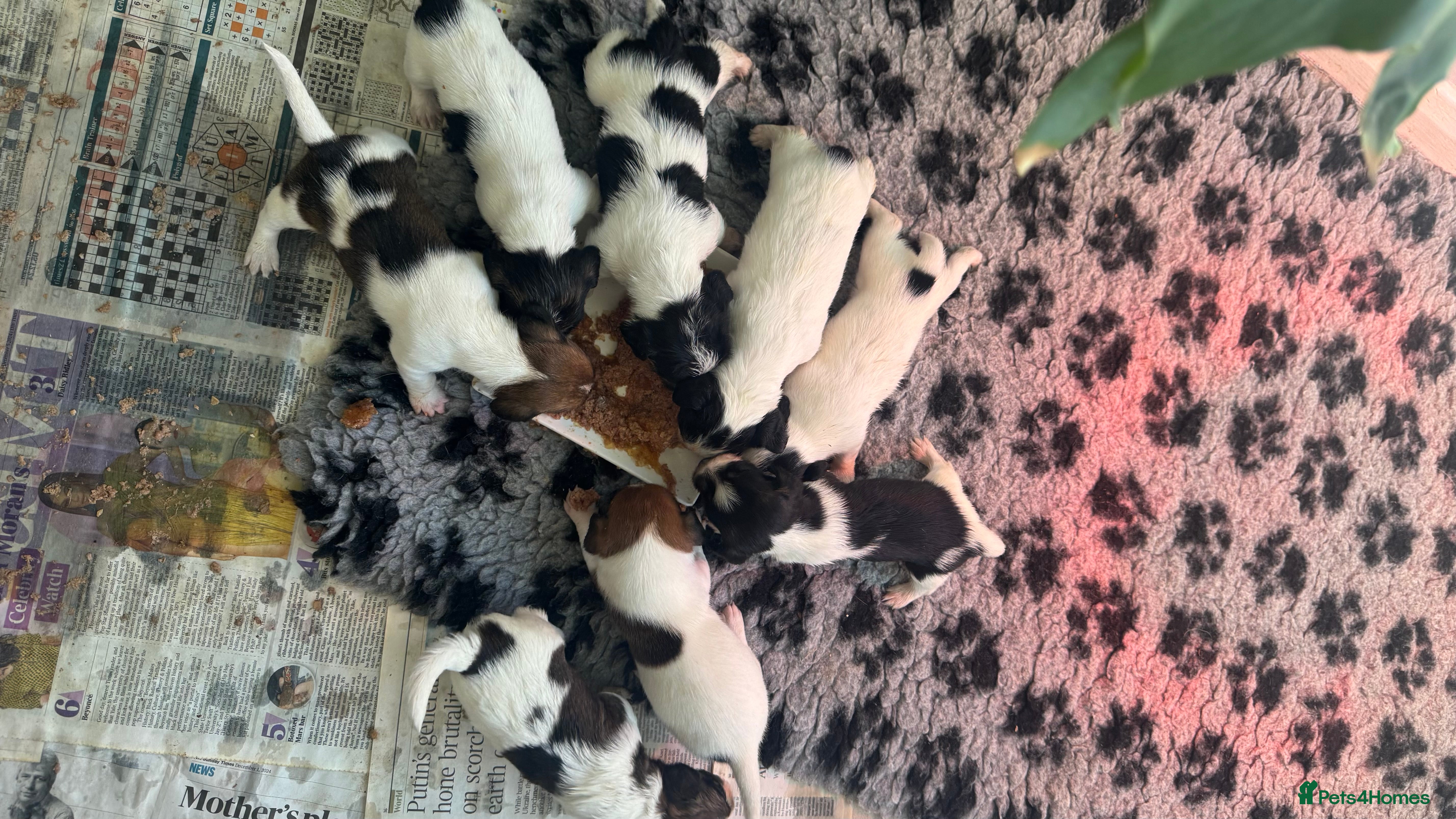 Jack Russell dogs Traditional Jack Russell  - Advert 11