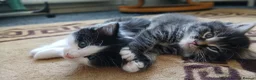 British Longhair cats for sale: British long haired kittens  - Advert 10