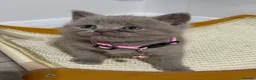 British Shorthair cats for sale: Beautiful British Shorthair Kittens😻 - Advert 6