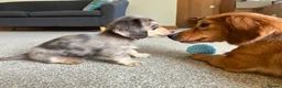 Miniature Dachshund dogs for sale: Chocolate&Cream Champion Long hair mini dachshund  - Advert 11