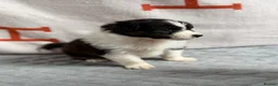 Australian Shepherd dogs for sale: Kc Australia shepherd puppies health test parents - Advert 7