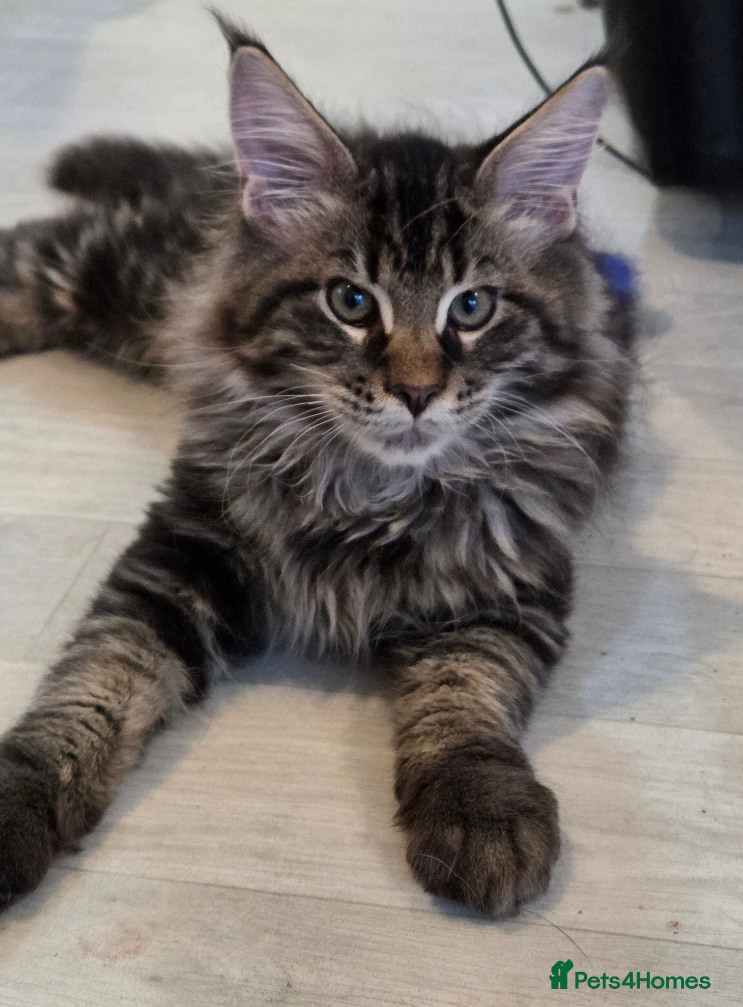 Maine Coon cats Maine coon  🌼🌼🌼READY NOW🌼🌼🌼 reduced ONO. - Advert 15