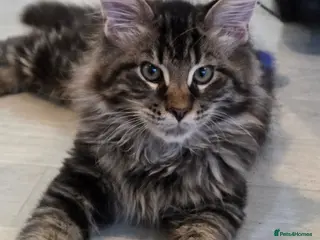 Maine Coon cats Maine coon 🌼🌼🌼READY NOW🌼🌼🌼 reduced ONO. - Advert 15