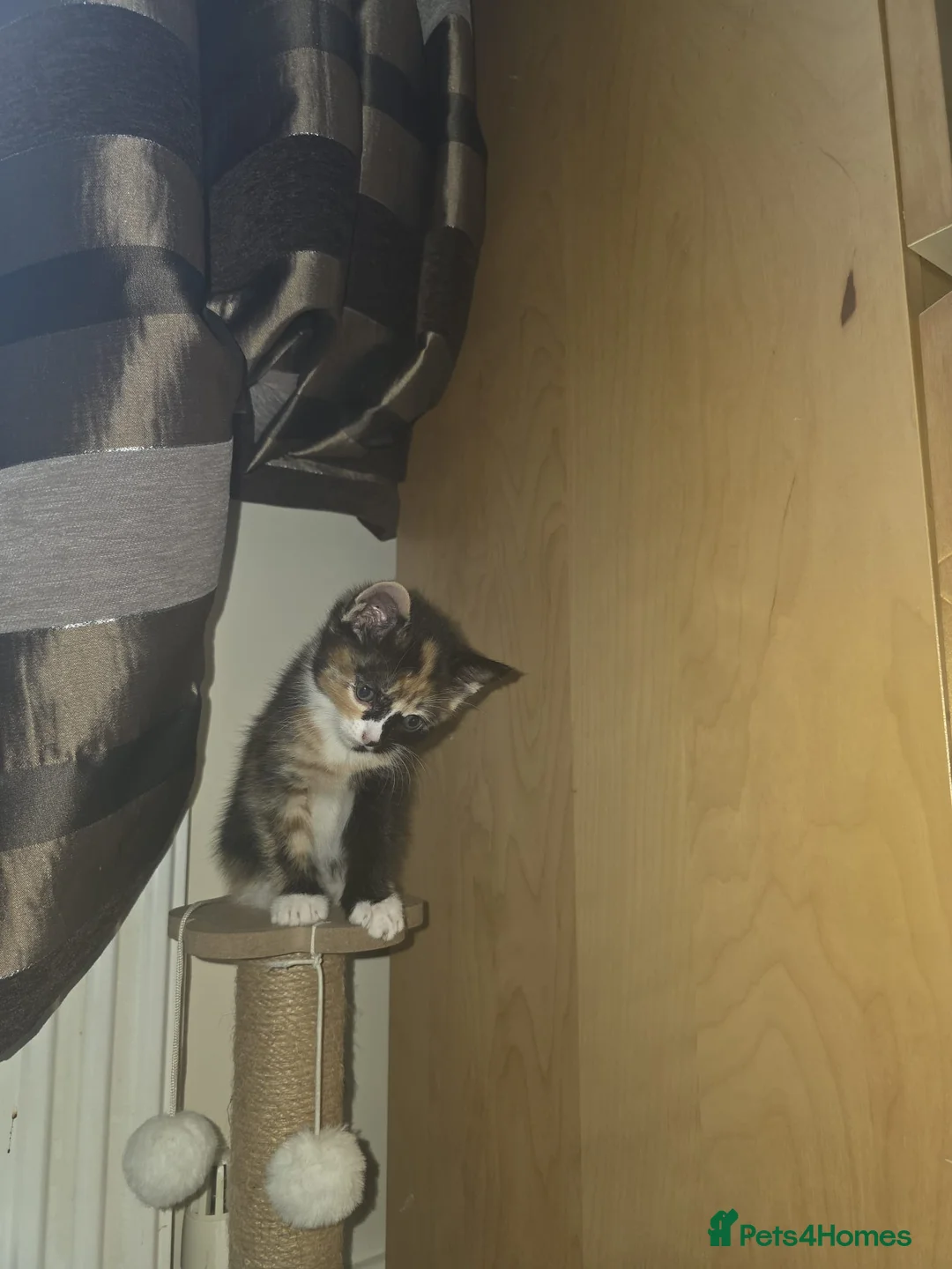 Mixed Breed cats for sale: Kittens for sale in Croydon - Advert 2