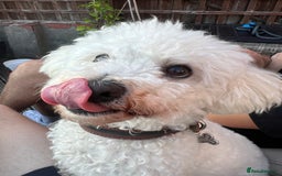 Poochon dogs for sale: Bichon frise x toy poodle (Male-Castrated) - Image 5