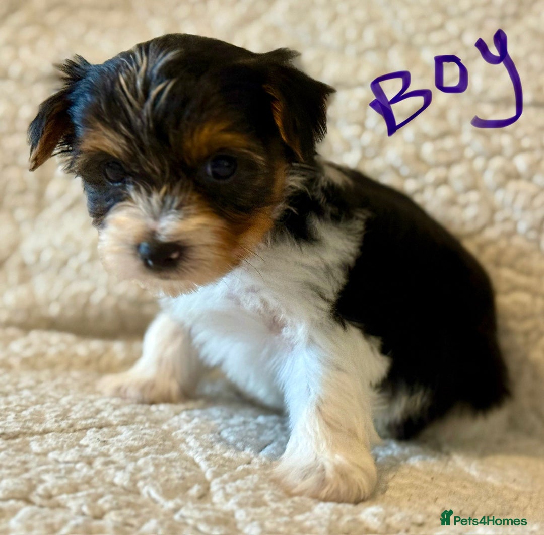 Biewer Terrier dogs for sale: Biewer terrier - Image 5