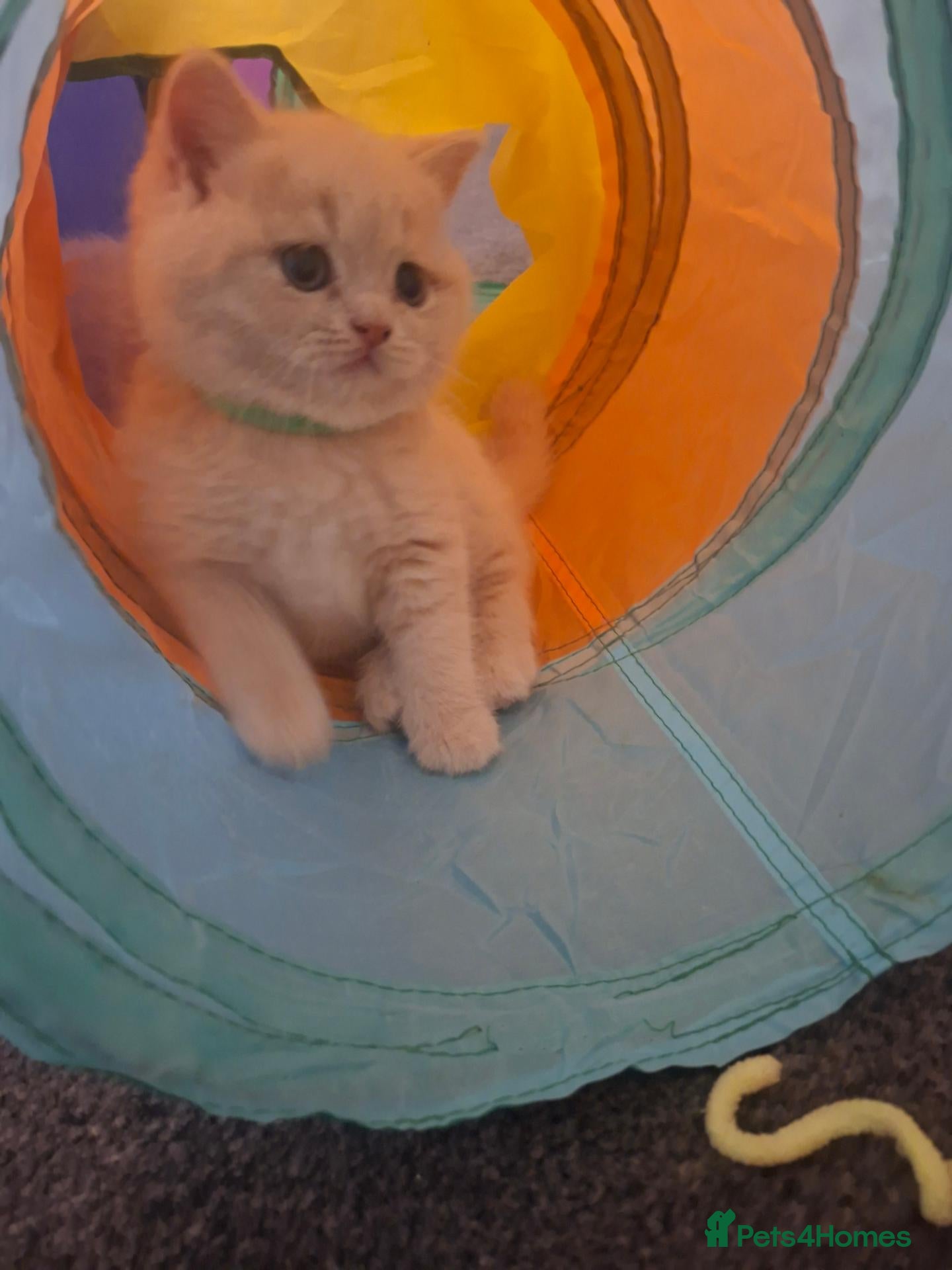 British Shorthair cats Stunning Chunky GCCF British Shorthair Kittens - Advert 2