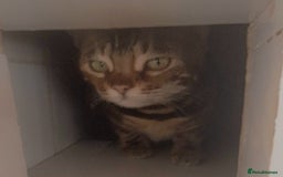 Bengal cats for sale: SBT Tica Bengal April retired April Choc Marble - Advert 11