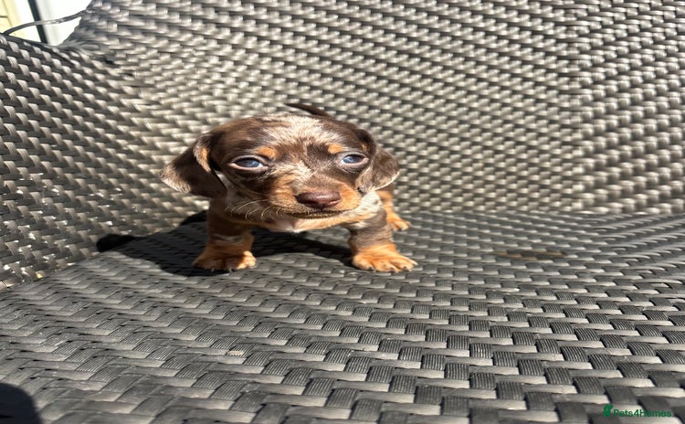 Dachshund dogs - Advert 12
